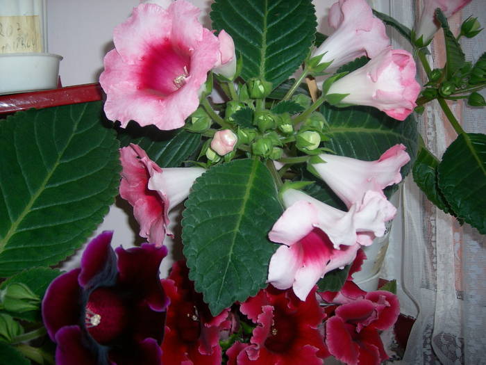 Gloxenii - Flori - 2009