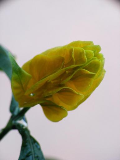 DSCF1631 - Pachistachis Lutea - The flower - EVOLUTION