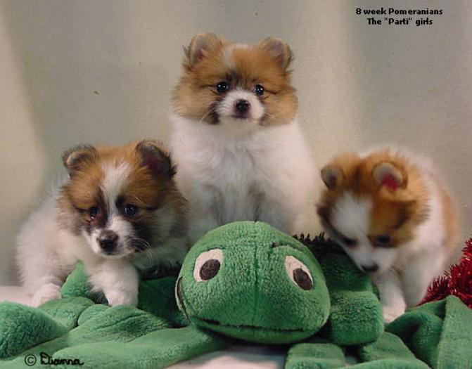 cei 3 catzelusi pe broasca de jucarie