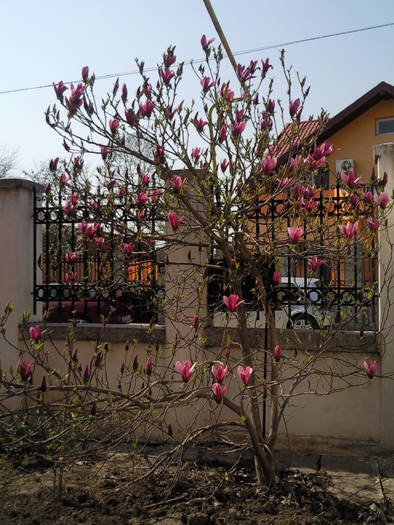 magnolia aprilie 09
