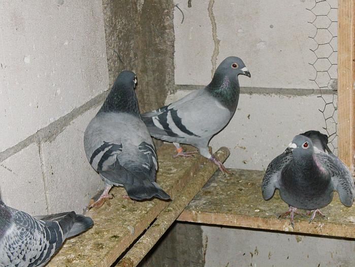 HPIM2163 - porumbei 2009