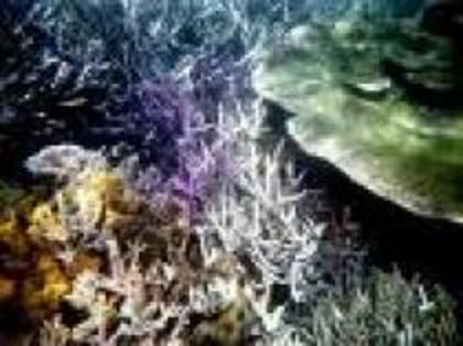 OXTNMNQSTTRKZWBUUPB - Marea bariera de corali