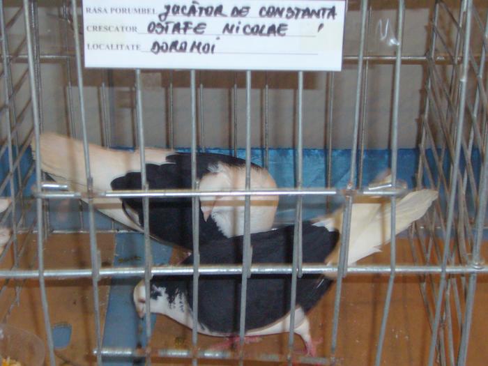 Picture 049 - Expozitia Columbofilia Traditie Si Pasiune din DOROHOI tinuta in perioada 15-20 februarie 2009