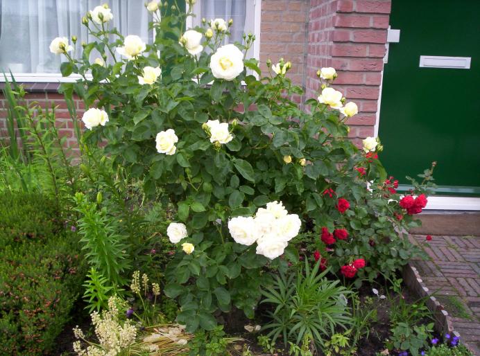 Trandafir alb 4 iun 2008 (2) - trandafiri