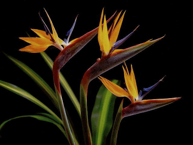 FLOWERS - flori