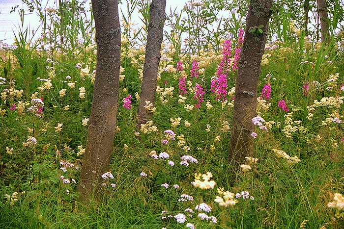 GLADE