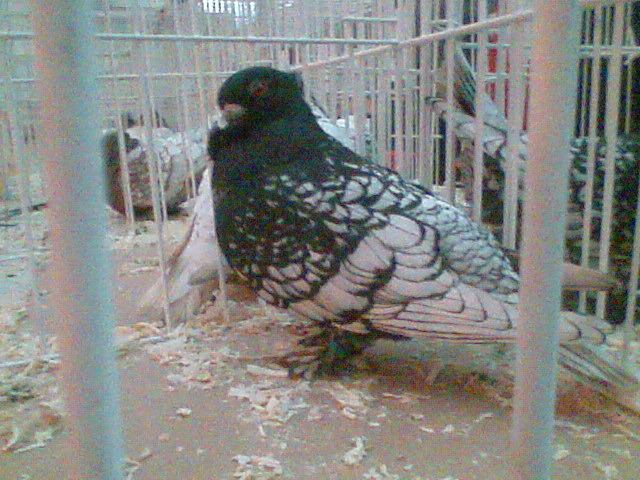 Imag040 - EXPO SATU MARE 2009