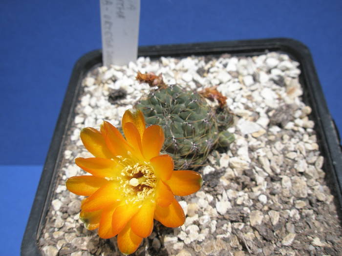 Sulcorebutia verticilacantha  v. aureiflora - 27.06 - Sulcorebutia