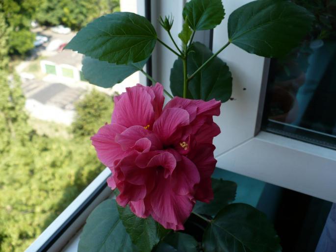 P1030844 - Hibiscusi