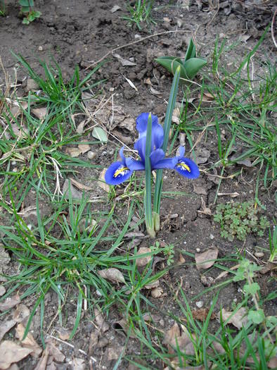Iris reticulata Harmony (2009, March 31) - Iris reticulata Harmony