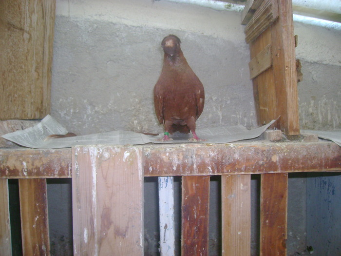 pozedecembrie 2009 150