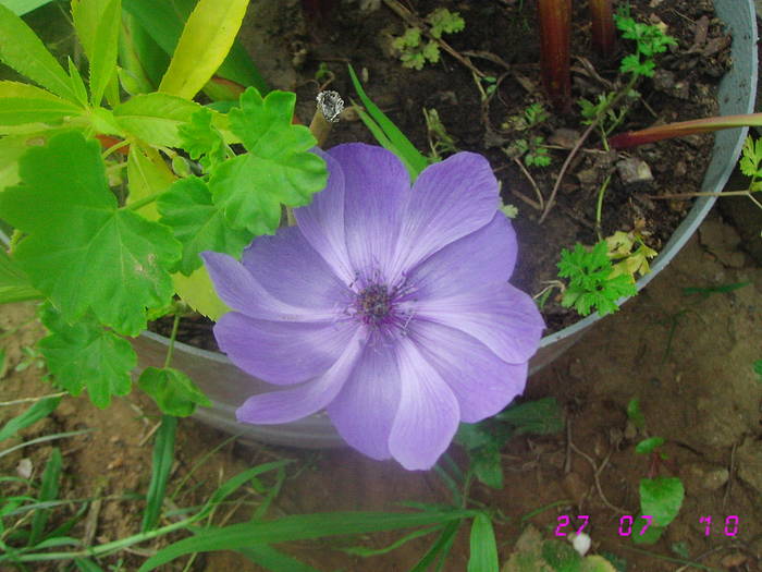 Anemona mov - Anemone