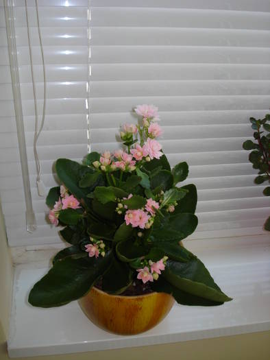 KALANCHOE ROZ, DIN NOU CU FLORI!!! - FLORILE MELE
