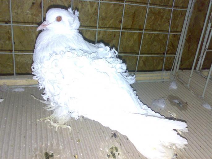 frizat 3 - 1504 Expo Sibiu 2008