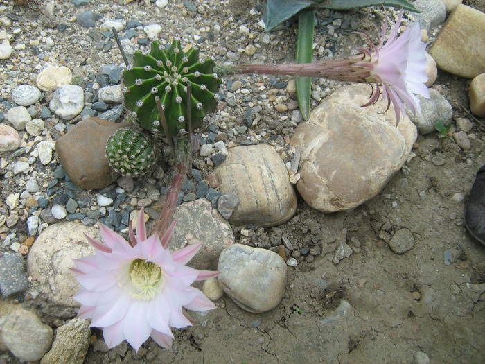 IMG_1173 - Cactusi la mosie14 sept 2009