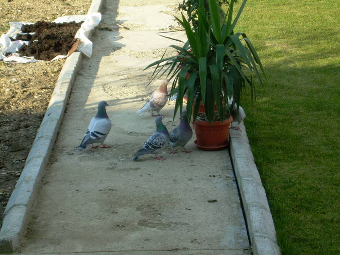 15.03.2009 001; porumbei 2008
