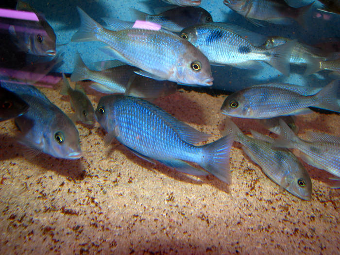 Cyrtocara moori gro$C3$9F - African Cichlid