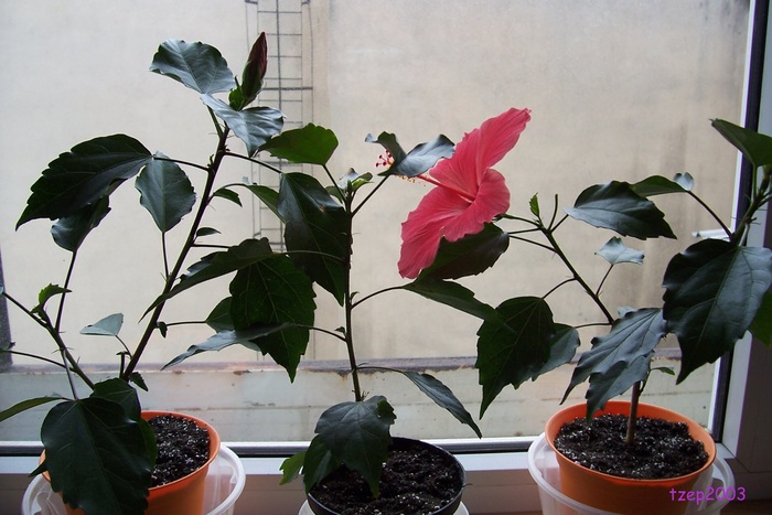 Aloha rosa 3, 2, 1, de la stg la dr