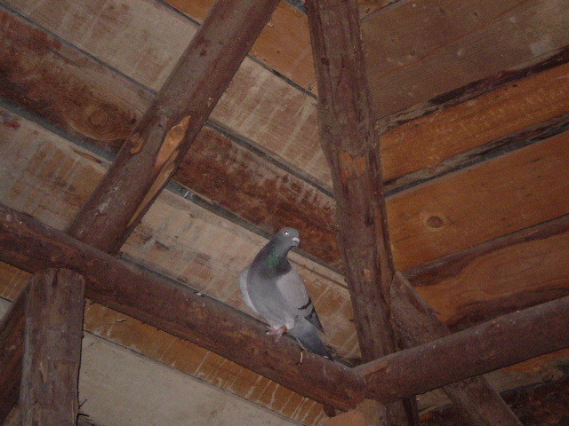 albastra 2009 - porumbei mei buni 2009
