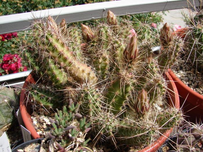 Echinocereus blanckii v berlandierii