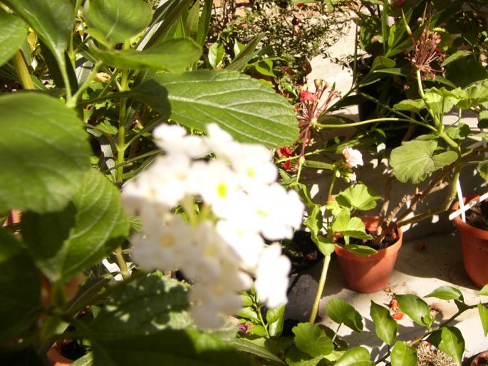 Lantana camara - Lantana Camara