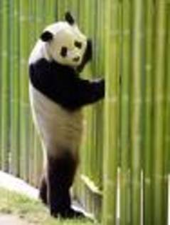 skump - cateva cu ursuleti panda sunt superbi de frumosi merita sa ii vedeti