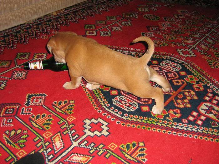 IMG_2867 - Amstaff