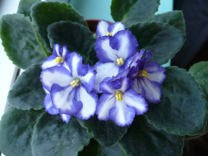 P1130784 - Saintpaulia - violete de camera