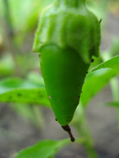 Bulgarian Carrot Pepper (2009, June 23) - Bulgarian Carrot Chili Pepper