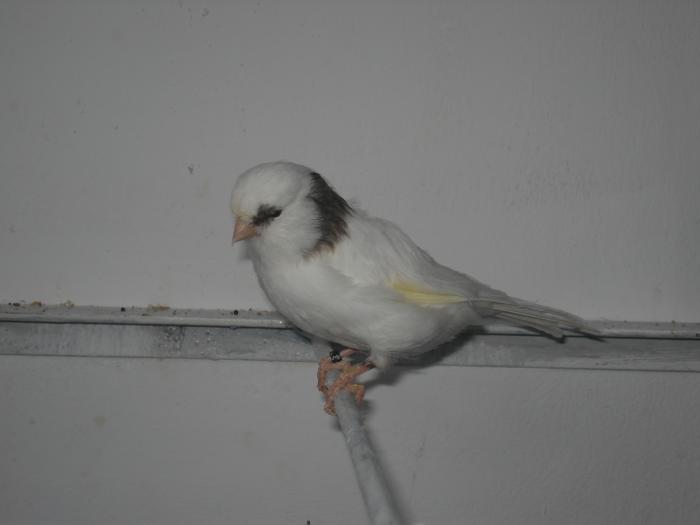 DSC00474 - canari