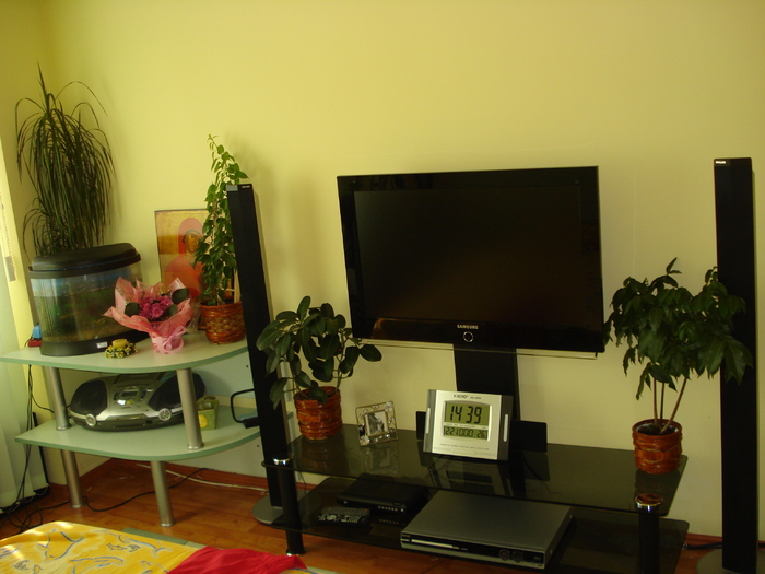 DRACENA,VIOLETA,BOUGAINVILLEA,IASOMIA DE MADAGASCAR SI CASTANUL