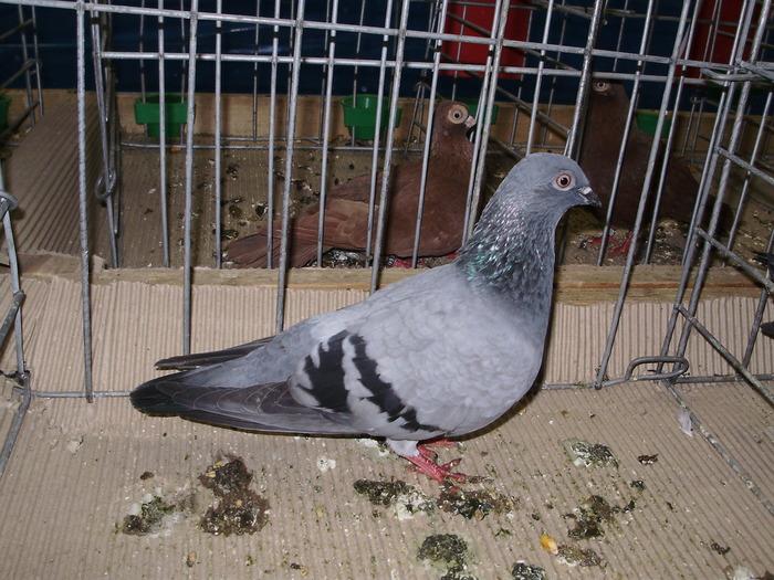 10828 sh 0 - 1507 partea 6a