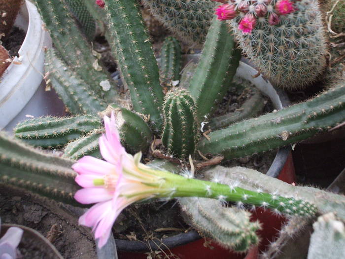 Echinocereus gentrii