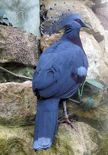 418px-Bristol_zoo_victoria_crowned_pigeon_arp - PORUMBEI salbatici