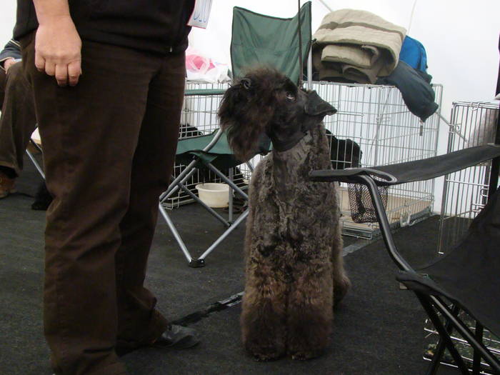 Picture 109 - Expo CACIB Cluj Napoca 15 11 2008