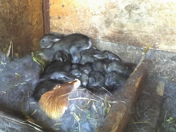 11 pui  - iepuri de vanzare 2012