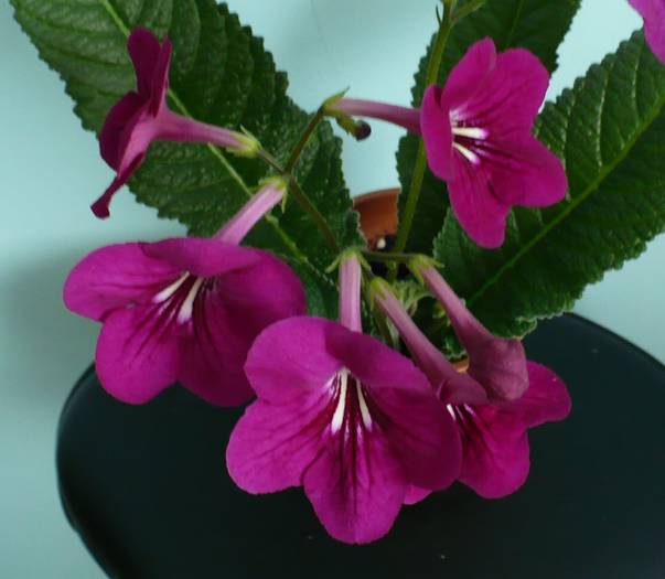 P1120817 - STREPTOCARPUSI