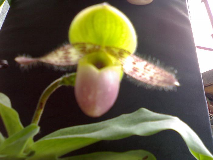 Paphiopedilum 'Pinocchio'; la nici o saptamana distanta,bobocul a si plesnic de frumusete !
