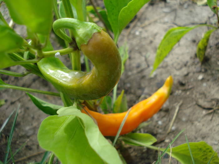 Orange Cayenne Pepper (2009, Aug.12) - Cayenne Orange Hot Pepper