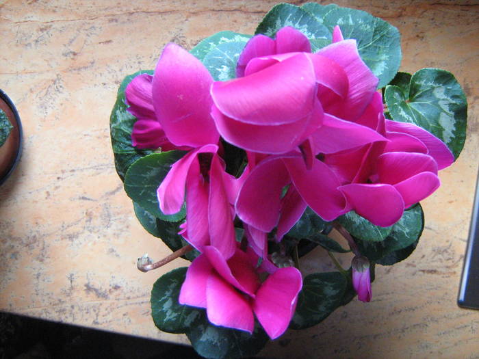 cyclamen