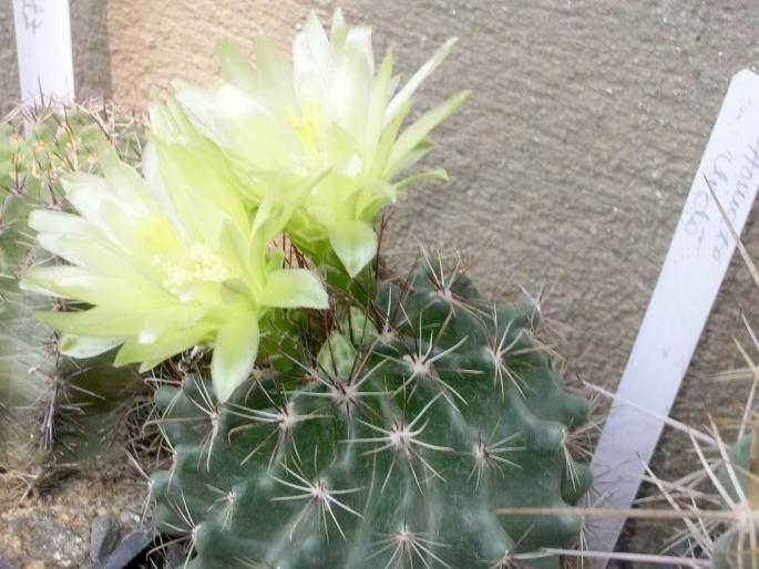 Hamatocactus setispinus v. flavibacatus - cactusi