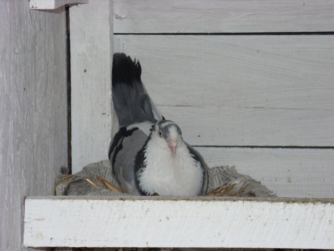 SN851821 - poze zburatorii