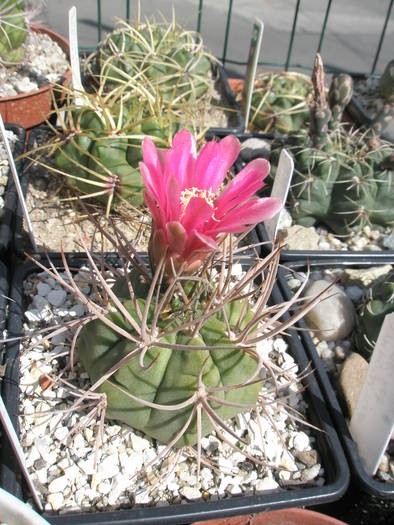 Gymnocalycium pseudotitlianum - 11.06