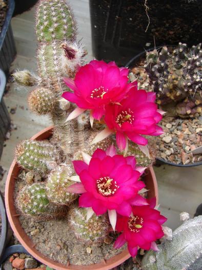 Chamaelobivia sp. - Cactusi la Mangalia