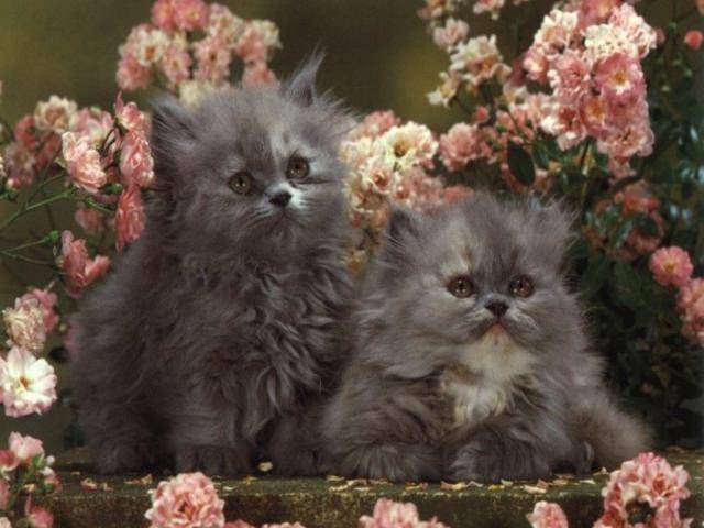 Poze Animale_ Pisici si Pisicute_ Cats Wallapaper_ Imagini cu feline_ Feline si flori - motanei