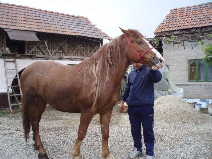Picture 086 - calul meu