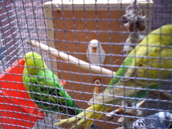 v3 - papagali colorati