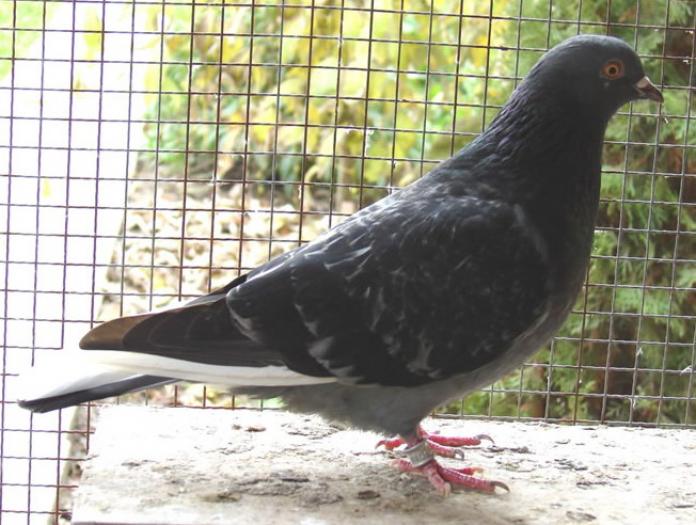 dark checker(Birmingham roller)