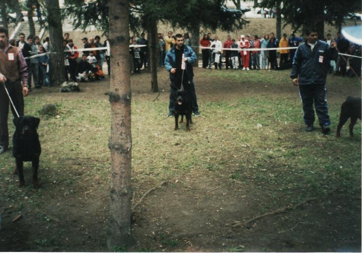 BRASOV 2002 -MAMBO-1RPJ - CAINI-EXPOZITI CANINE