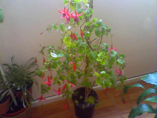Picture 023 - florile mele